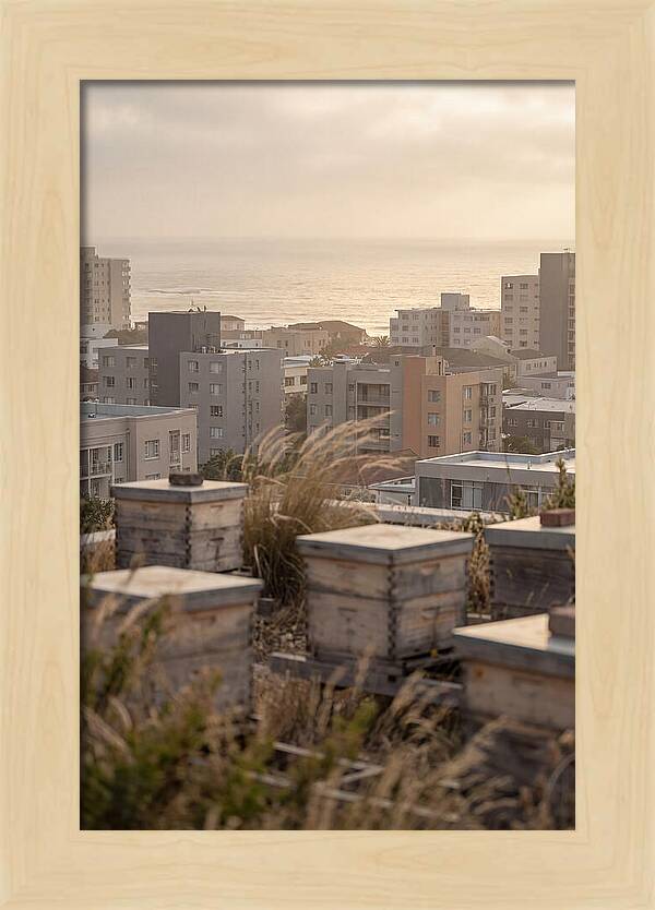 City Rooftop Apiary Serenity