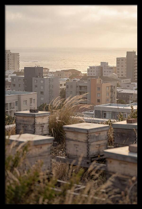 City Rooftop Apiary Serenity