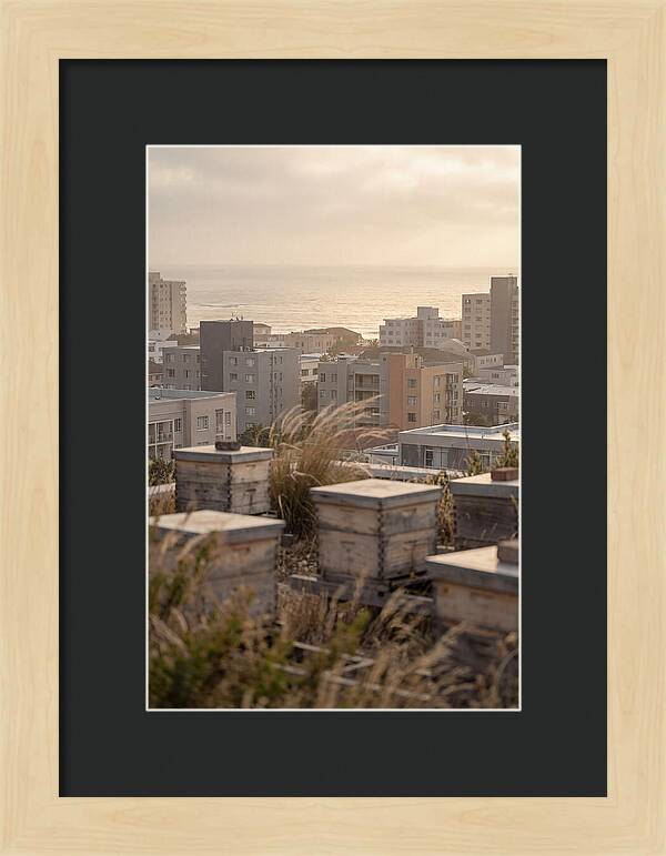City Rooftop Apiary Serenity