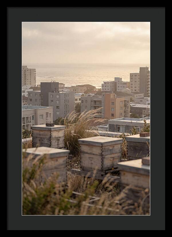 City Rooftop Apiary Serenity