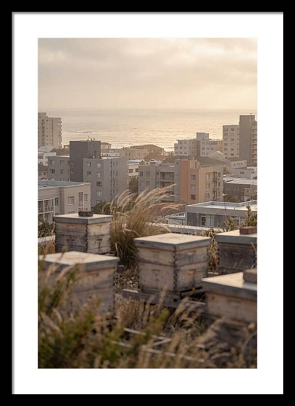 City Rooftop Apiary Serenity