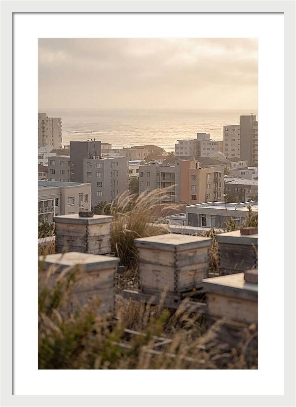 City Rooftop Apiary Serenity