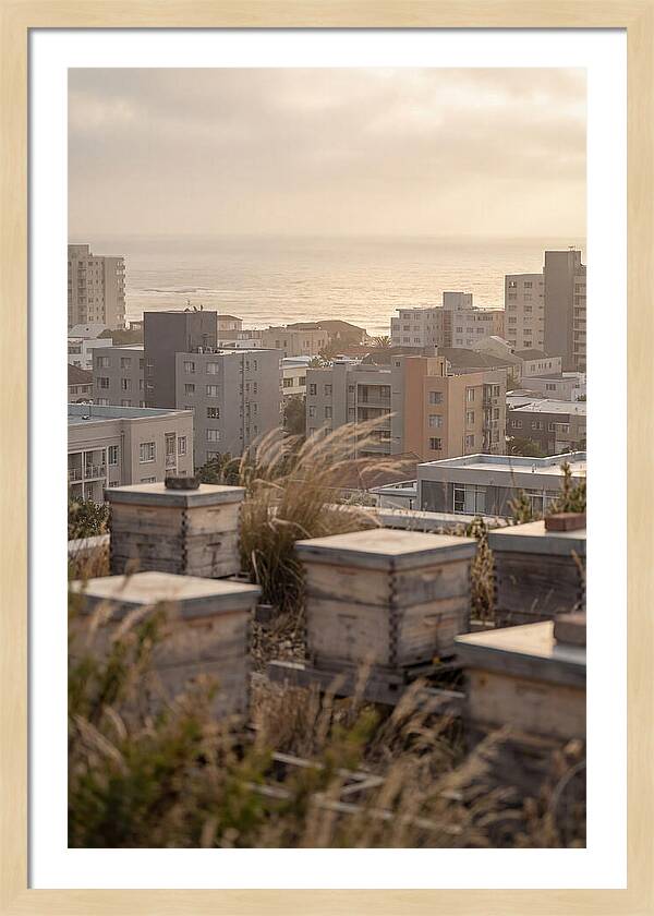 City Rooftop Apiary Serenity