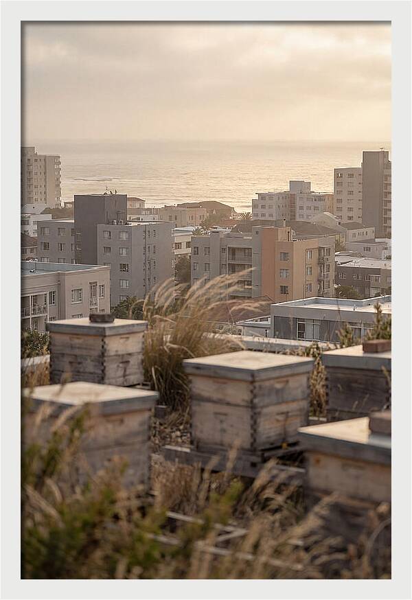 City Rooftop Apiary Serenity