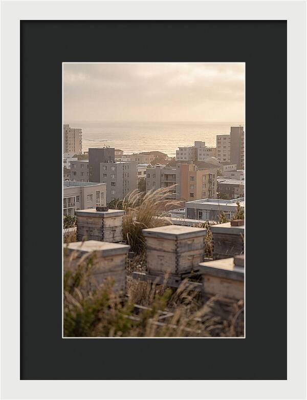 City Rooftop Apiary Serenity