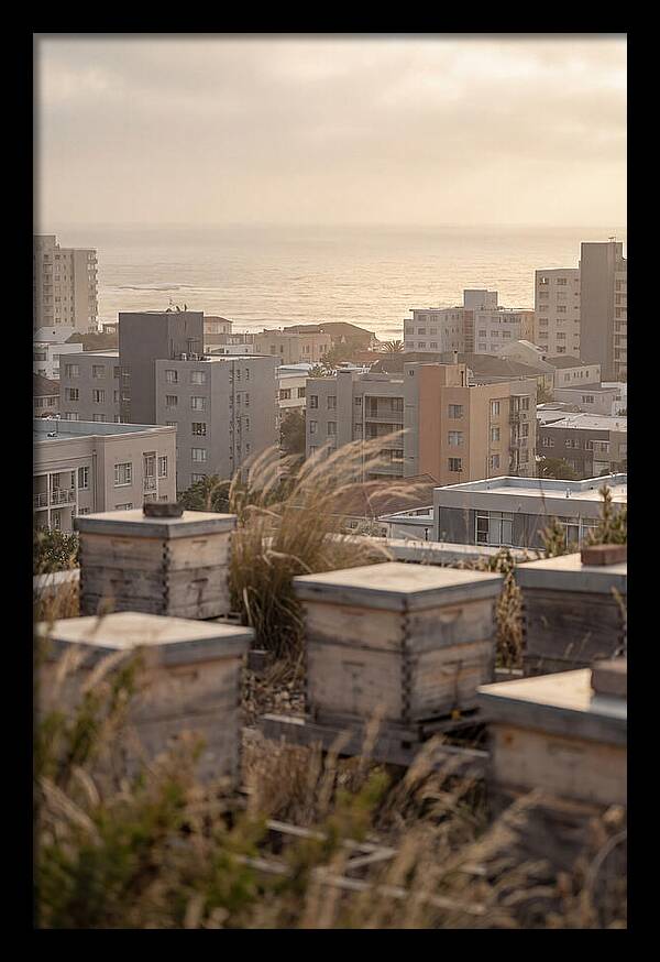 City Rooftop Apiary Serenity