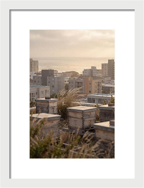 City Rooftop Apiary Serenity