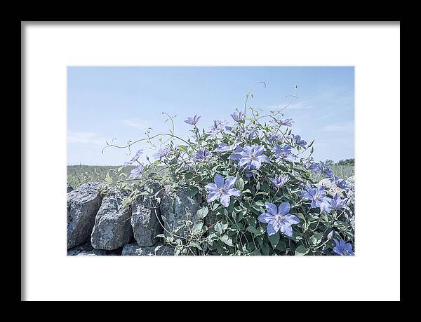 Clematis Blooms Against Stone Wall