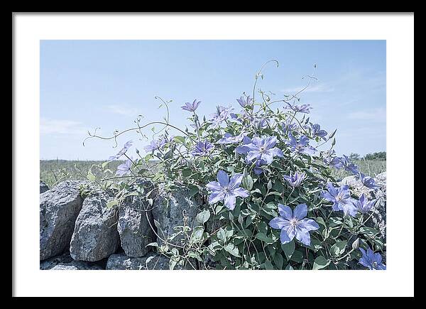 Clematis Blooms Against Stone Wall