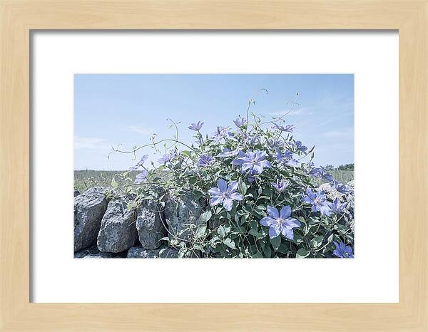 Clematis Blooms Against Stone Wall