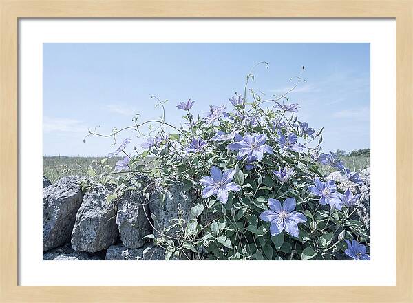 Clematis Blooms Against Stone Wall