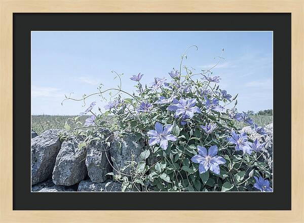 Clematis Blooms Against Stone Wall