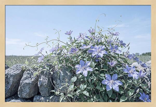 Clematis Blooms Against Stone Wall