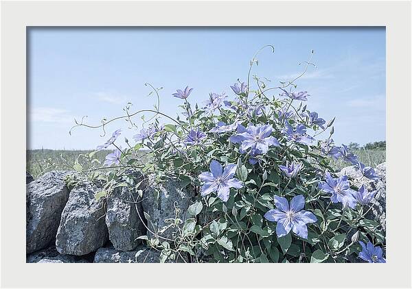 Clematis Blooms Against Stone Wall