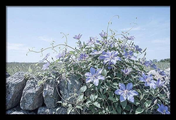 Clematis Blooms Against Stone Wall