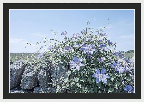 Clematis Blooms Against Stone Wall