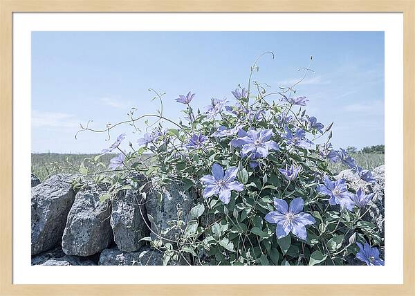 Clematis Blooms Against Stone Wall
