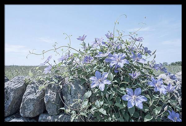 Clematis Blooms Against Stone Wall