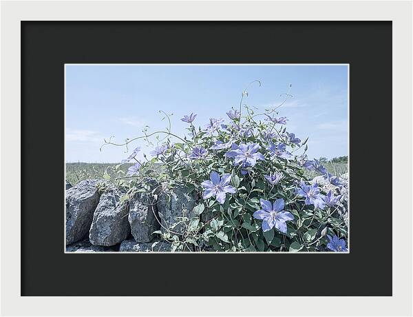 Clematis Blooms Against Stone Wall