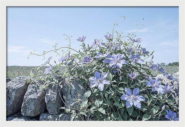 Clematis Blooms Against Stone Wall