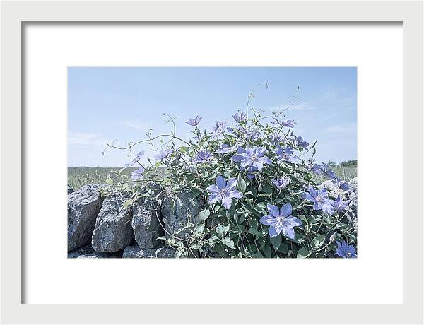Clematis Blooms Against Stone Wall