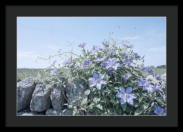 Clematis Blooms Against Stone Wall