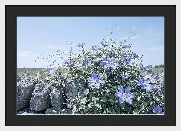 Clematis Blooms Against Stone Wall