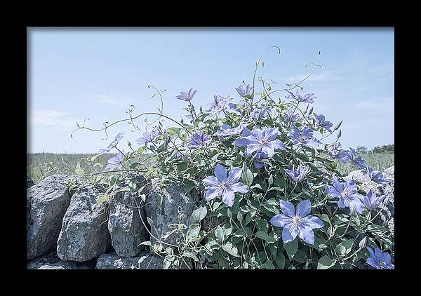 Clematis Blooms Against Stone Wall