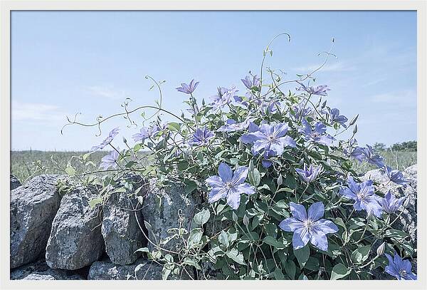Clematis Blooms Against Stone Wall