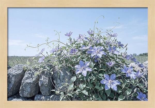 Clematis Blooms Against Stone Wall