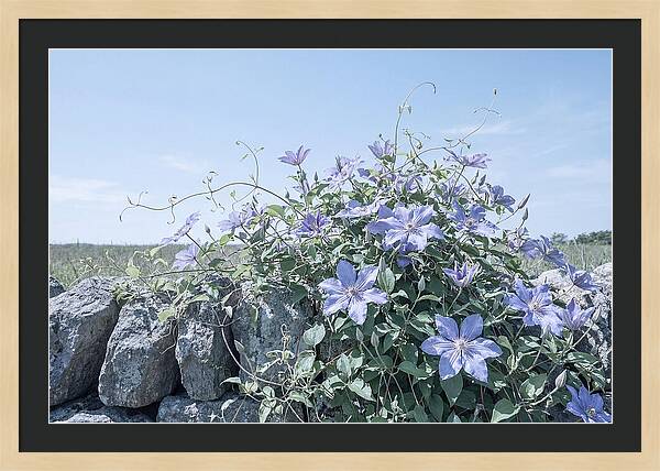 Clematis Blooms Against Stone Wall