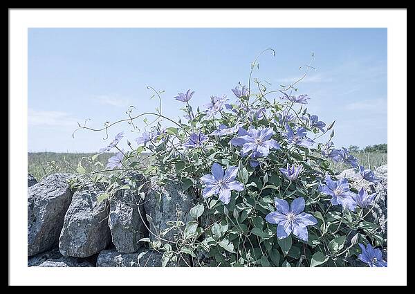 Clematis Blooms Against Stone Wall