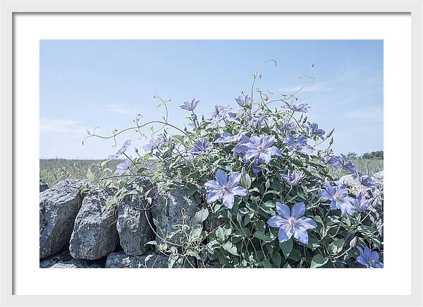 Clematis Blooms Against Stone Wall