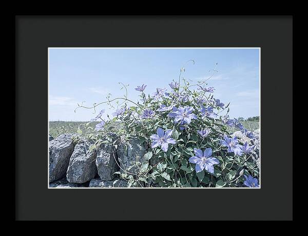 Clematis Blooms Against Stone Wall