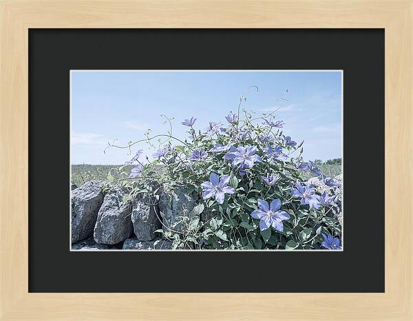 Clematis Blooms Against Stone Wall