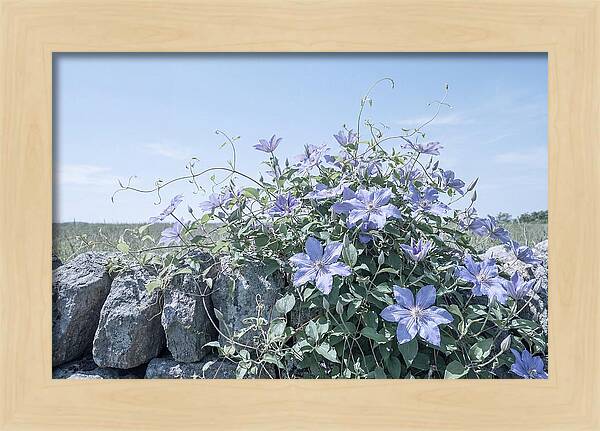 Clematis Blooms Against Stone Wall