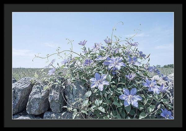 Clematis Blooms Against Stone Wall