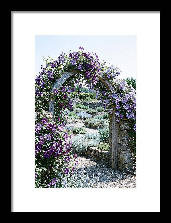 Clematis Climbing Over Garden Arch