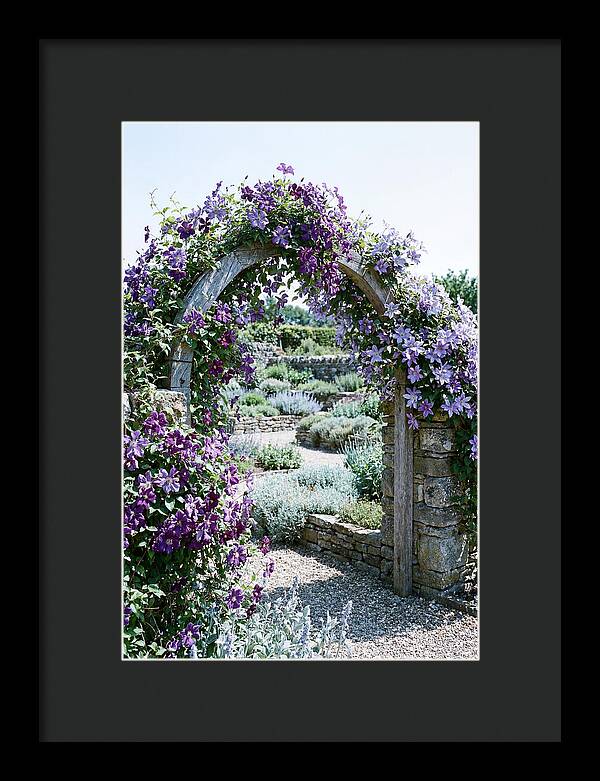 Clematis Climbing Over Garden Arch