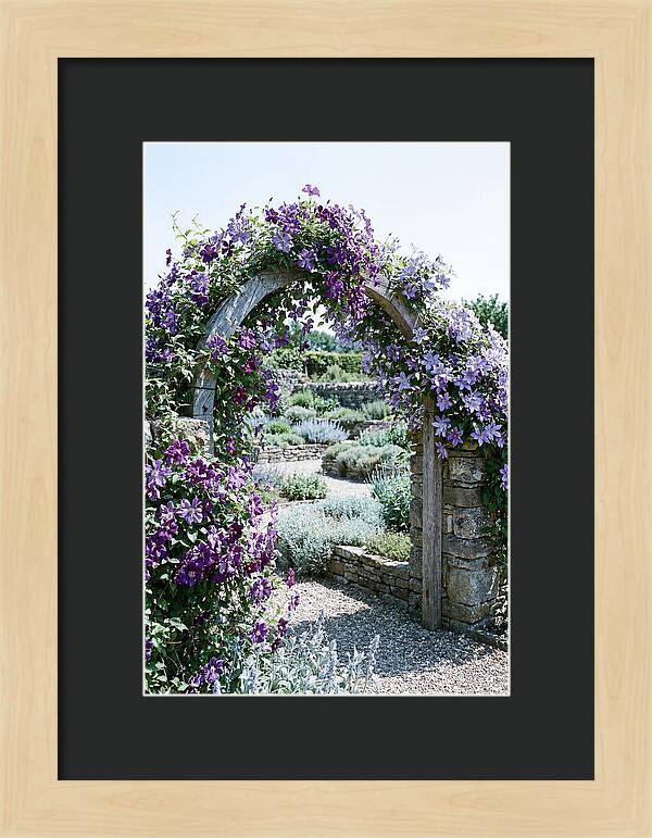 Clematis Climbing Over Garden Arch