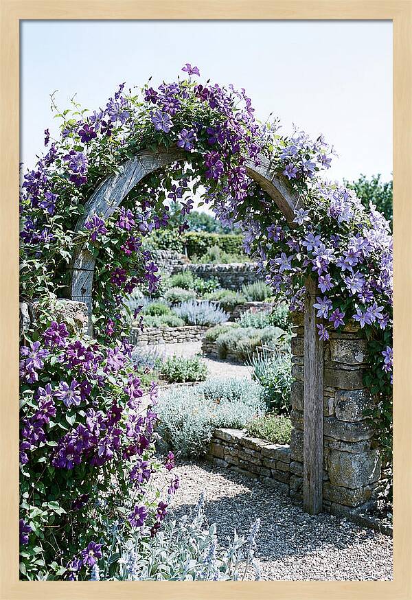 Clematis Climbing Over Garden Arch