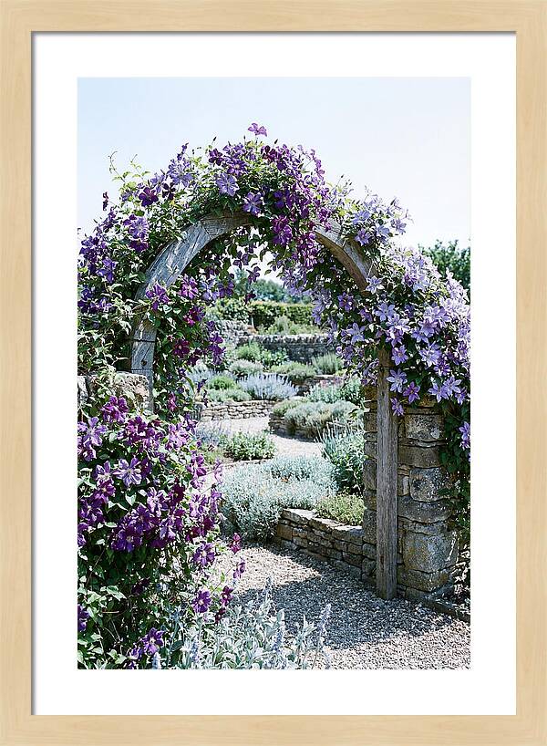 Clematis Climbing Over Garden Arch