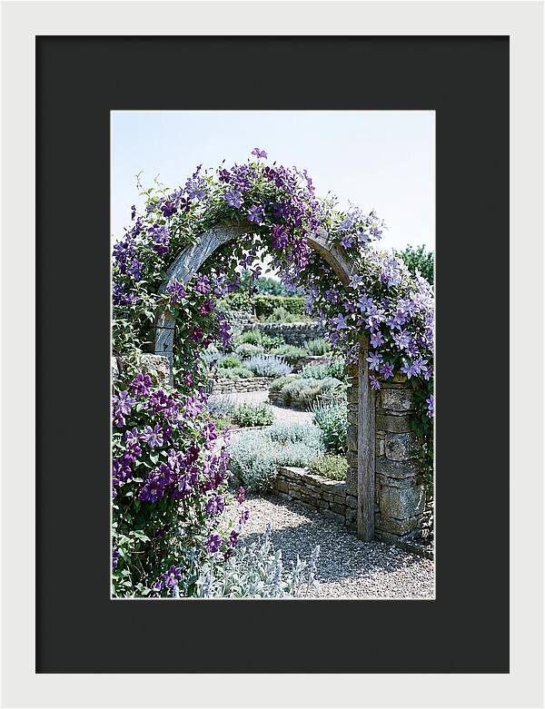 Clematis Climbing Over Garden Arch