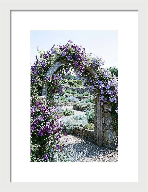Clematis Climbing Over Garden Arch