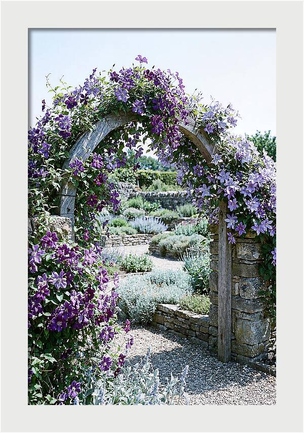 Clematis Climbing Over Garden Arch