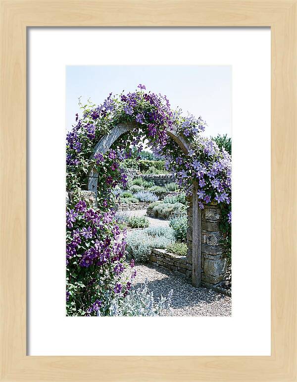 Clematis Climbing Over Garden Arch