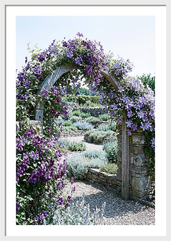 Clematis Climbing Over Garden Arch