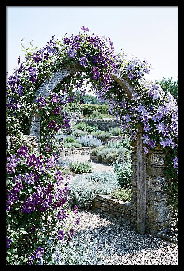 Clematis Climbing Over Garden Arch