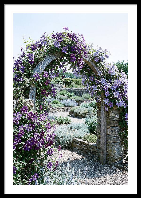 Clematis Climbing Over Garden Arch