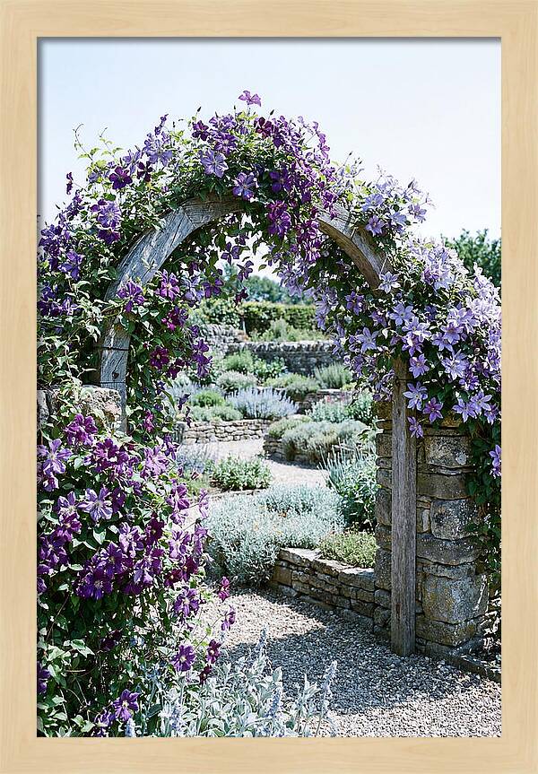 Clematis Climbing Over Garden Arch